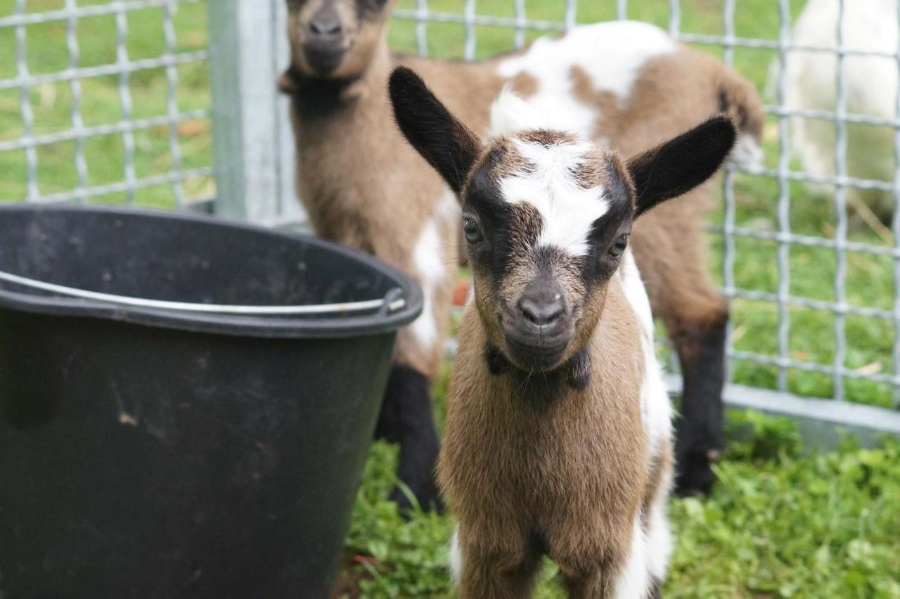 Logements Insolites A La Ferme - Yourte, Kota Ou Pod Farbus Eksteriør billede
